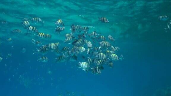 各种热带鱼在浮游生物丰富的地表水中觅食视觉上可区分的浮游生物丰富的水层(罕见的现象)