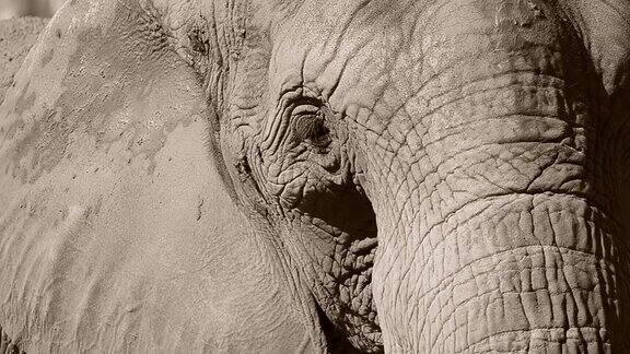 非洲象头