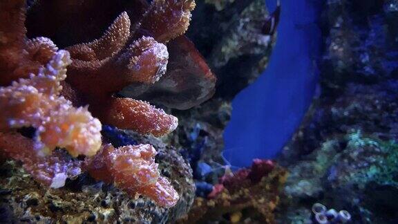 可爱的鱼在小而漂亮的珊瑚缝里玩耍