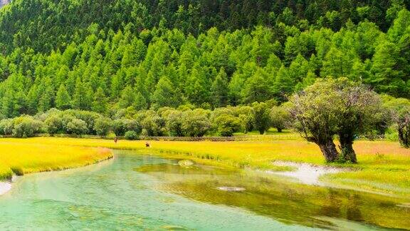 在盐定山自然保护区西藏人称这片土地为中国尼登