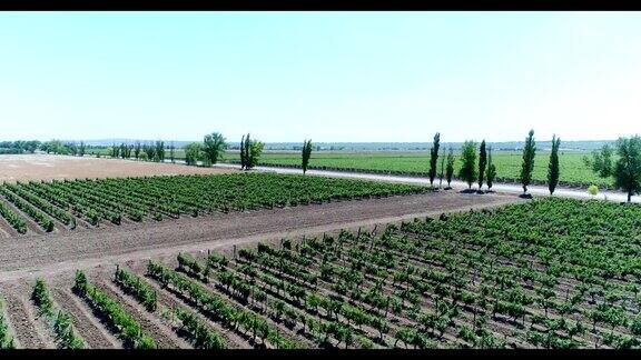 空中葡萄种植园酿酒库班的葡萄园