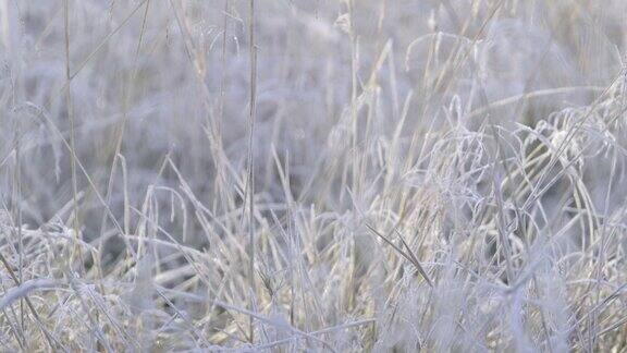 秋天印象序列-美丽的白霜覆盖的植物在一个寒冷的秋天早晨-序列