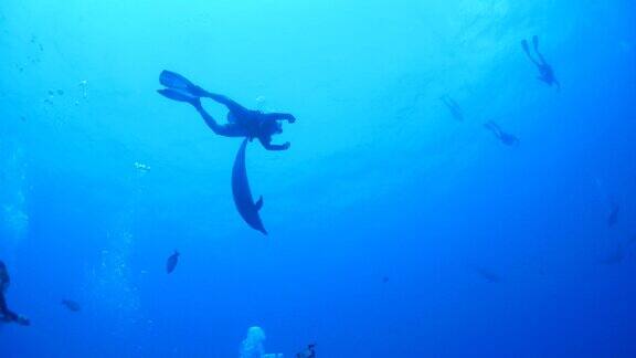 潜水员与野生海豚嬉戏