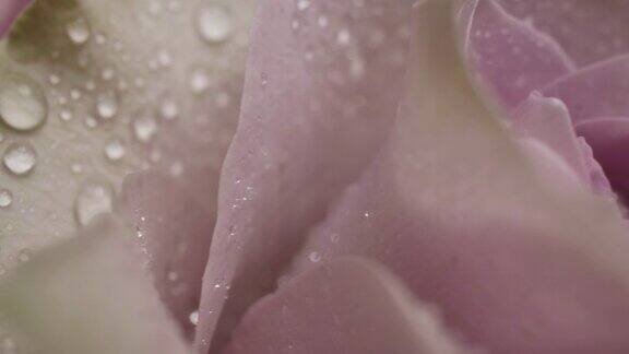 多莉微距拍摄美丽的玫瑰盛开的鲜花花束特写