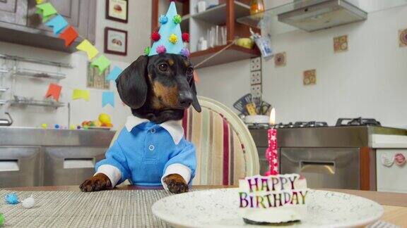 滑稽的腊肠狗穿着蓝色衬衫戴着节日帽坐在桌子前在装饰为庆祝派对的房间里在蜡烛生日蛋糕前准备吃甜点舔着嘴唇