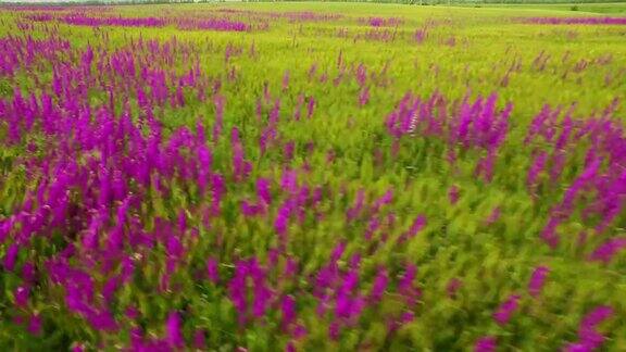 鸟瞰图一大片美丽的紫色鸢尾花