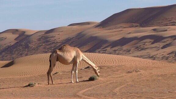 阿曼:骆驼在沙漠中寻找饲料