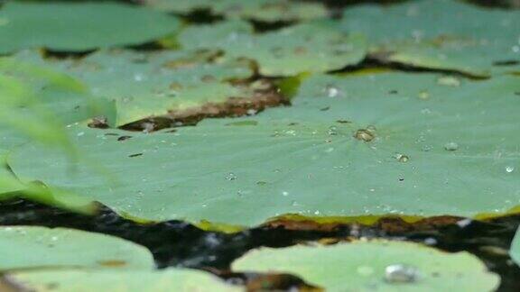 雨点落在池塘里的荷叶上