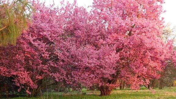 自然背景上的花树春天的花樱花或樱花春天