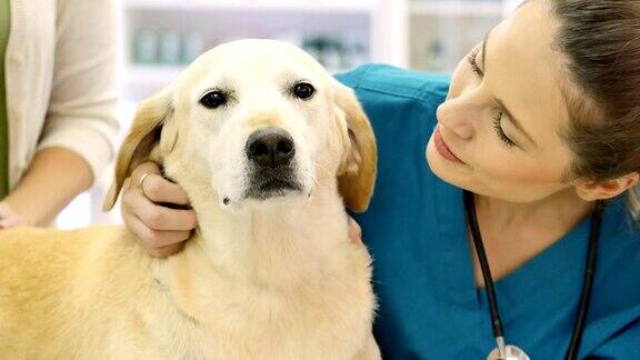 友善的女兽医在开始健康检查前会对宠物说可爱的狗
