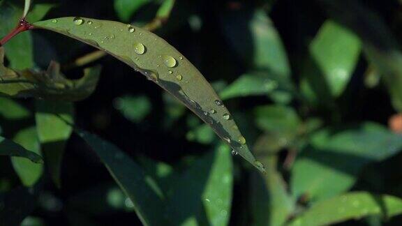 绿叶上的水滴自然4k