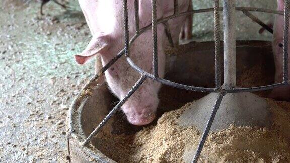 农场里许多猪在吃饲料