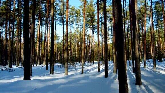 冬日森林里的晴天