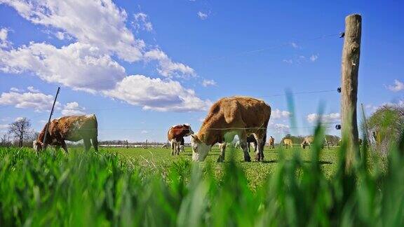 白天无忧无虑的奶牛在绿色牧场上吃草