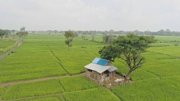 斯里兰卡郁郁葱葱的乡村绿地上的小屋