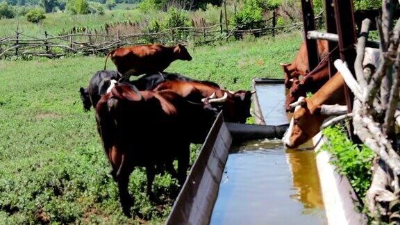 许多不同的牛喝食槽里的水