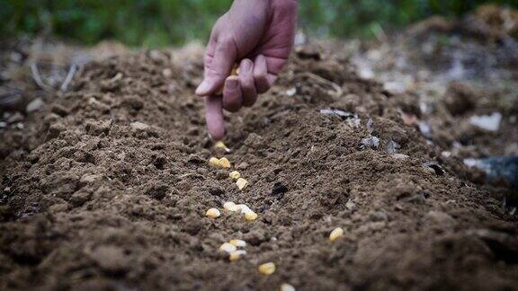 农民的手在土壤中播种