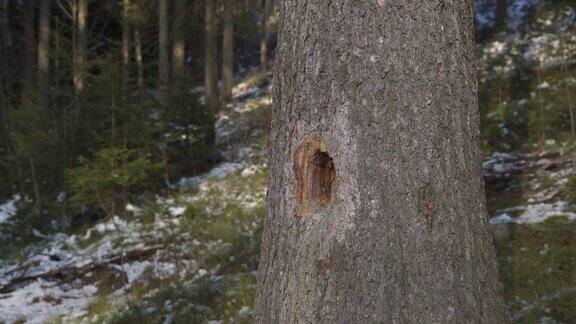 病云杉上的大洞是啄木鸟啄的树被树皮甲虫攻击