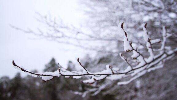 冬天树枝上有雪