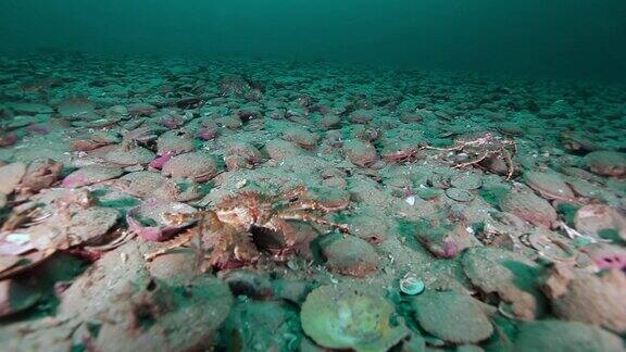 堪察加半岛巴伦支海海床下的扇贝