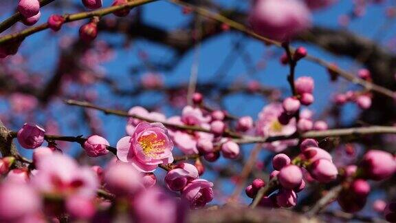 粉色的梅花绽放粉色的梅花