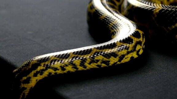 爬下黄色的蟒蛇