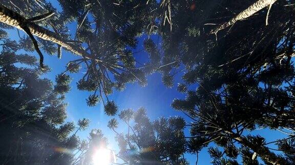 透过一圈树林抬头望去阳光照在树顶