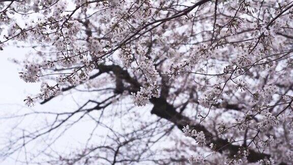 花园里的樱花枝