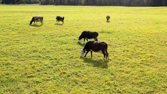 牛羊在秋天的草地上吃草