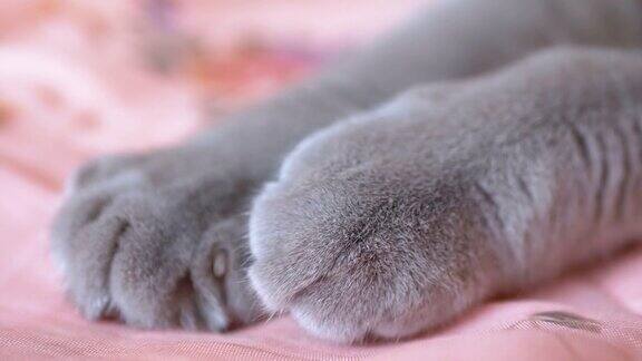 两只伸出的长长的灰色爪子和一只熟睡的英国猫的爪子近距离