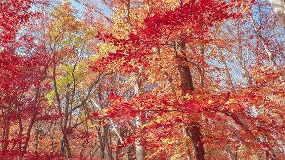 色彩斑斓的树梢在秋日的阳光下在微风中一览无余