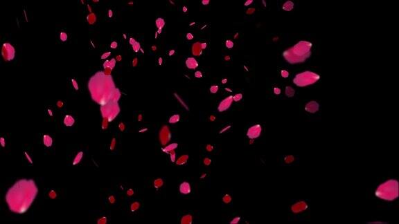 红色的玫瑰花瓣飞过黑色的背景玫瑰花瓣飘落的背景循环动画浪漫的玫瑰花瓣飘落的背景涉水结婚仪式情人节的爱情背景