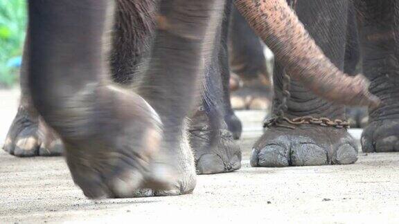 亚洲大象腿