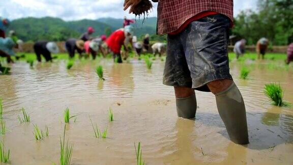多莉拍摄的农民在稻田里种植水稻