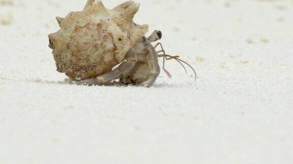 近距离观察:马尔代夫岛上的寄居蟹