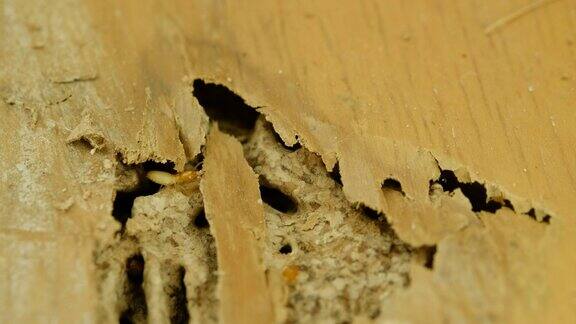 4K:家里木头里的白蚁特写