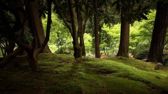 奇幻禅宗森林背景