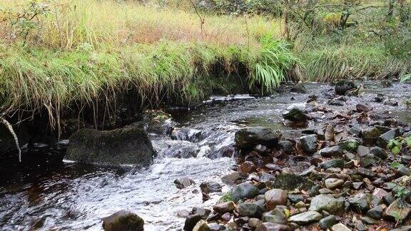 秋天穿过苏格兰林地的小溪