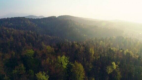 美丽的斯洛文尼亚森林
