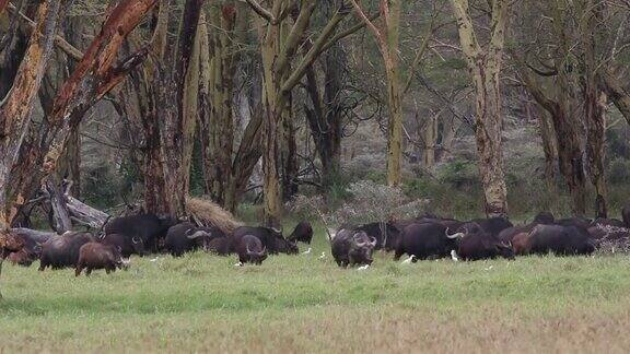 非洲水牛吃草