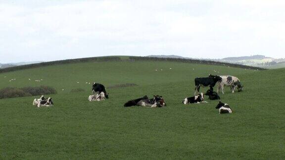 阴天里苏格兰田野里的奶牛