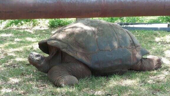加拉帕戈斯象龟在地面上转来转去