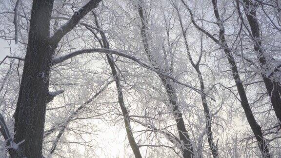 在一个美丽的霜冻的早晨穿过覆盖着积雪的森林没有人