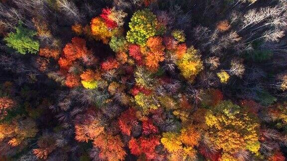 笔直向下看秋天的颜色树木风景优美的森林