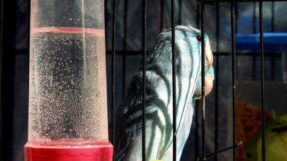 笼子里的蓝色虎皮鹦鹉