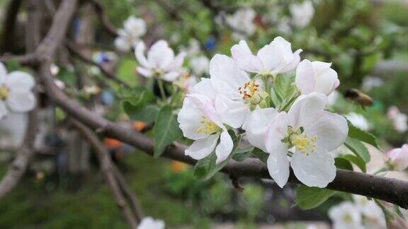 春天开花的苹果树特写蜜蜂从花园里的白色苹果花中采集花蜜