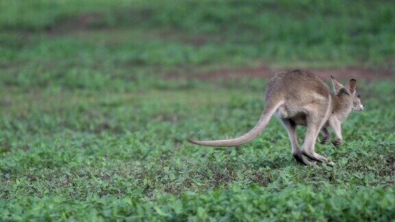 澳大利亚米逊海滩小袋鼠起跳慢镜头
