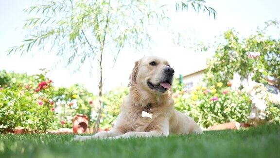 快乐的金毛寻回犬坐在前院或后院的草地上