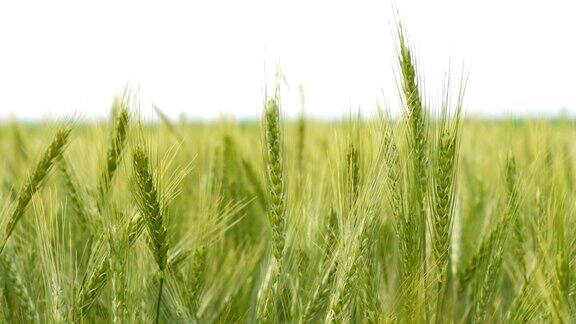 绿黑麦或麦田近距离观察面包玉米或绿小麦穗