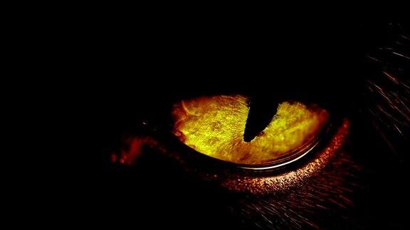 微距拍摄的黑猫的眼睛
